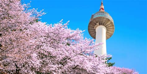 Cherry Blossoms of Korea: Guide and Forecast - HotelsCombined Cherry Blossoms of Korea: Guide ...