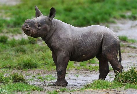 Baby black rhino is first born at Howletts Wild Animal Park in its 40-year history | Daily Mail ...