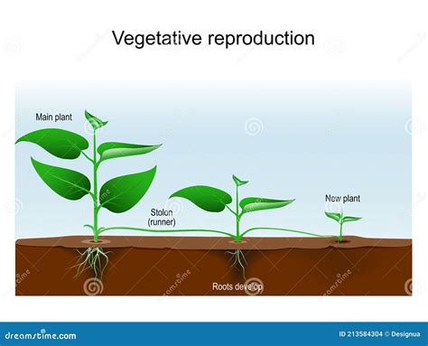 Asexual Reproduction Plants Stock Illustrations – 47 Asexual Reproduction Plants Stock ...