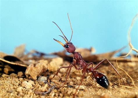 Ants and Ticks : School of Biomedical Sciences