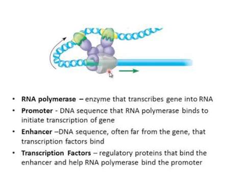 Regulation Of Gene Expression In Eukaryotes