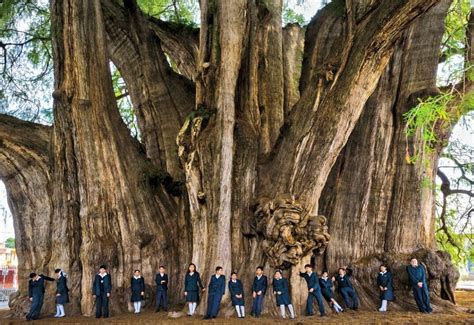 Tule Tree in Mexico has the widest trunk of any tree in the world and is an estimated 6000 years ...