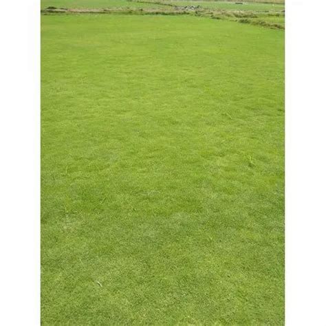 Cricket Ground Natural Grass at Rs 7/square feet | Natural Grass in Hyderabad | ID: 21668677712