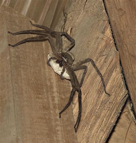 Brown huntsman spider - a photo on Flickriver