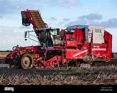 Self-propelled Grimme potato harvester during potato harvesting ...