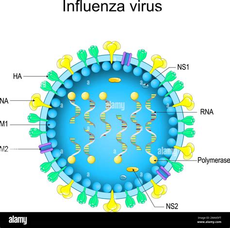 Structure of Influenza virus. Close-up of a Virion anatomy. magnified of flu virus . Vector ...