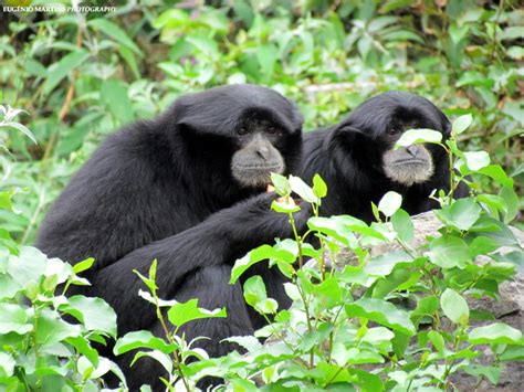 GenoPhotoLog: Siamang Gibbon