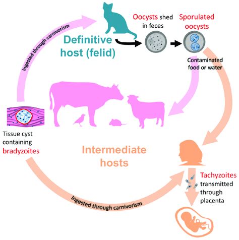 The life cycle of Toxoplasma gondii. Bradyzoites occupy a central place... | Download Scientific ...