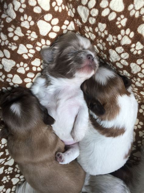 Lavender blue Shih Tzu pup loves his nap time!