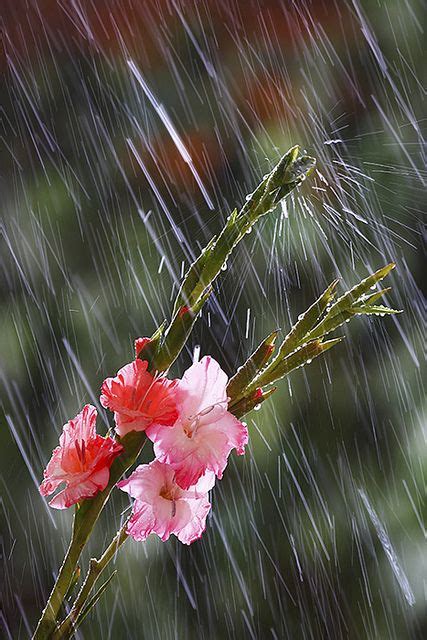 Incessant rains...... | Summer rain, Love rain, Rain drops