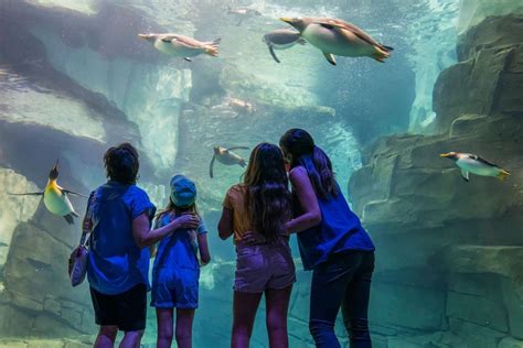 Top 5 Must-See Shows at SeaWorld Orlando - Orlando Guide: Discover the ...