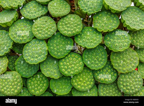 Lotus fruit hi-res stock photography and images - Alamy