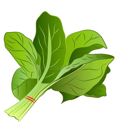 Cartoon Spinach stock vector. Illustration of healthy - 81445110