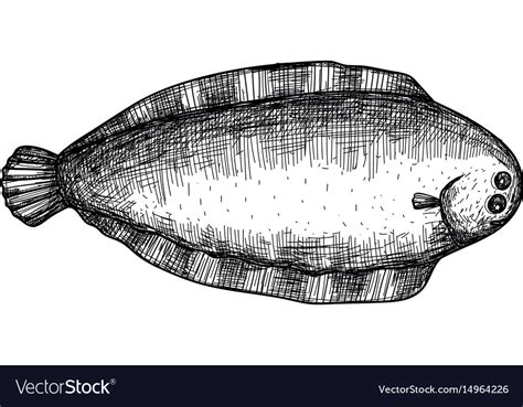 Halibut fish hand drawn isolated icon Royalty Free Vector