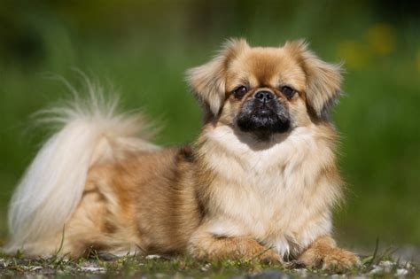 17 Calm Dog Breeds with Easygoing Personalities (With Pictures) | Reader's Digest