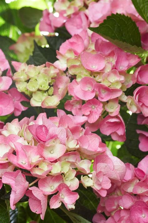 Here's How to Choose the Best Hydrangeas for Your Garden | Hydrangea ...