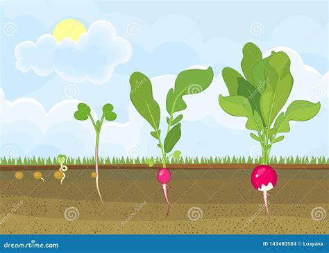 Life Cycle of Radish Plant. Stock Vector - Illustration of growth ...