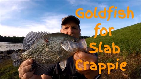 Crappie Fishing with Goldfish on Telescoping Crappie Pole Cane Pole at Lake Crabtree - YouTube