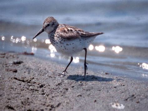 Western Sandpiper - Calidris mauri - NatureWorks