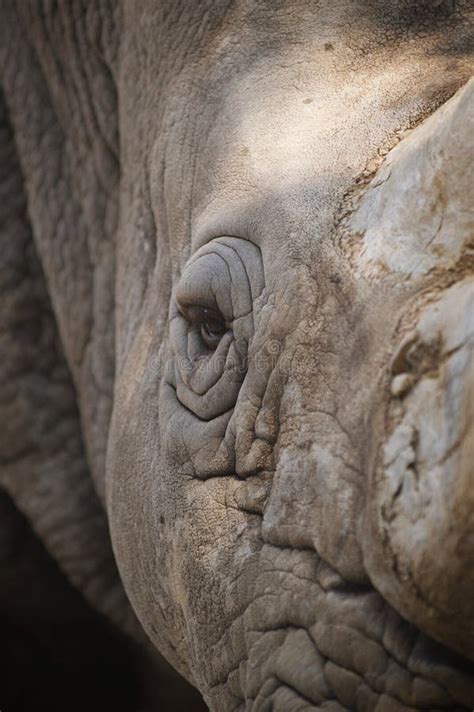 A Close Up Photo Of An Endangered White Rhino / Rhinoceros Face,horn ...