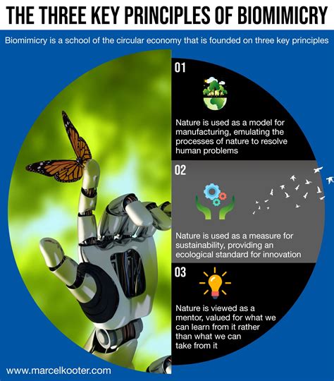 The Three Key Principles of Biomimicry | Circular economy, Economy ...