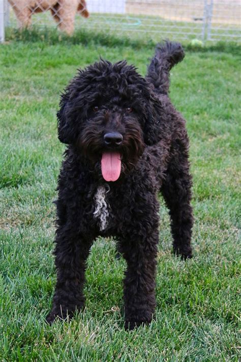 Labradoodle Images and Photos - Labradoodles & Dogs