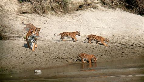 Bardia National Park - Wildlife & Jungle Safari Tour - Adventure Bound Nepal