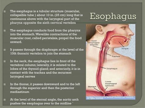 Esophagus Lesson For Kids Definition Function Studycom