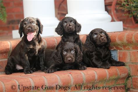 Boykin Spaniel Puppies – Boykin Spaniels and other Gun Dogs Available for Sale