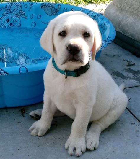 Labrador Retriever Puppies for adoption