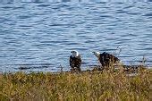 Free picture: young couple, fishing, nature, river