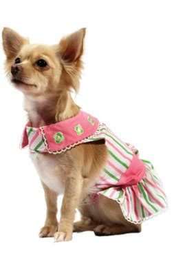 Chihuahua Designer Clothes for Fashionable Chihuahuas - Chihuahua Clothes