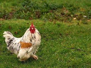Wiltshire Chicken | This is a very attractive chicken near C… | Flickr