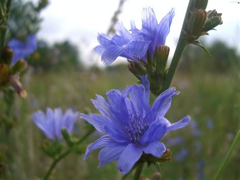 Flowers, chicory, Wildflowers - Flowers wallpapers: 3648x2736