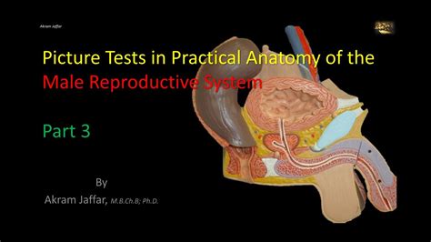 Male Reproductive Anatomy Worksheet