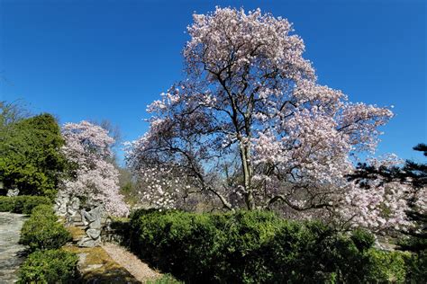 Spring Magnolias - Greenwood Gardens