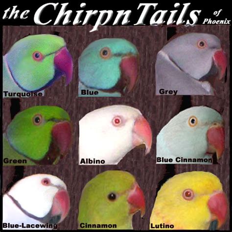 Indian Ringneck Color Mutations Chart | Printable Templates Free