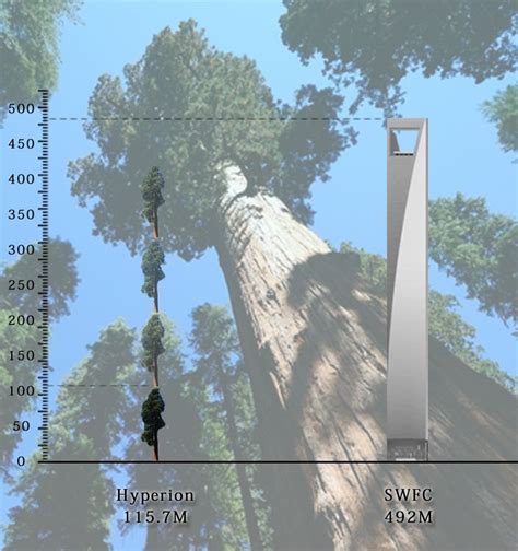 A coast redwood named Hyperion is the world’s tallest tree. Looking for ...