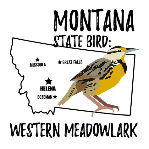 Montana State Bird - Bird Watching Academy