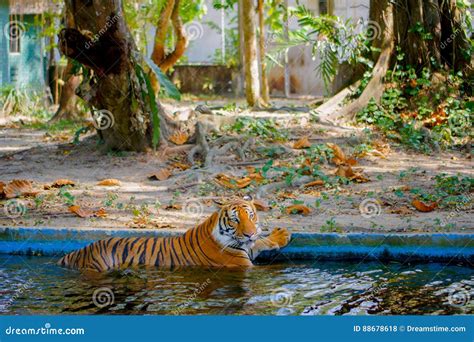 Tiger swimming stock photo. Image of courage, majestic - 88678618