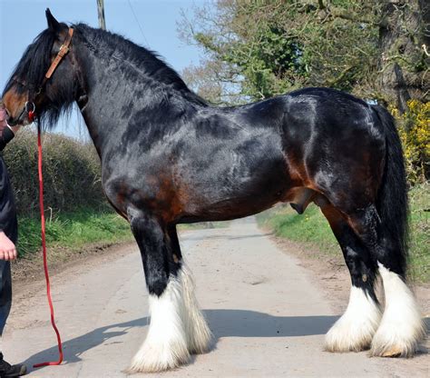 Beautiful seal brown Shire draft horse … | Rare horse breeds, Horses, Rare horses