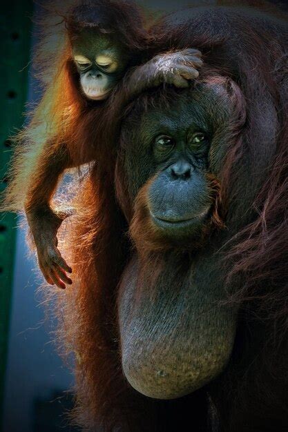 Premium Photo | Bornean orangutan and baby