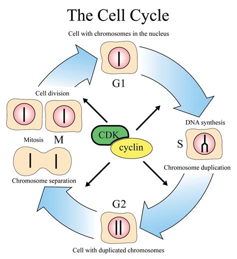 Cell Division - Biology Class