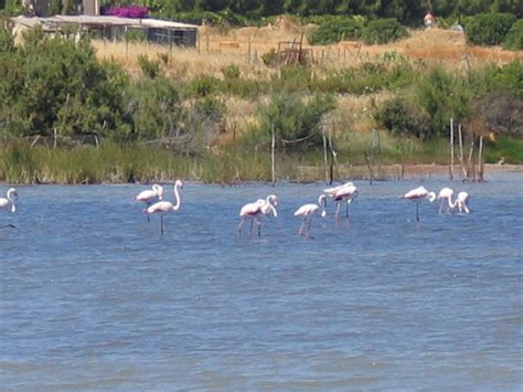 Chia lagoon - with flamingoes | Stranger, Lagoon, Animals