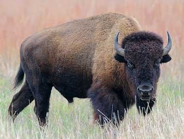 Oklahoma State Animal | Buffalo (American Bison)