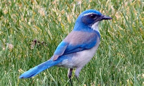 Idaho State Bird: Pictures and Fun Facts I TheBirdPedia