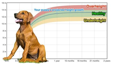 Rhodesian Ridgeback Height+Growth Chart - How Tall Will My Rhodesian Ridgeback Grow? | The Goody Pet