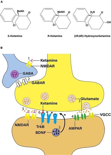 Frontiers | Novel Insights Into the Neurobiology of the Antidepressant ...