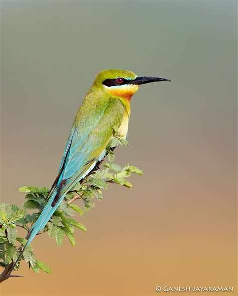 “Blue-tailed Bee-eater (Merops philippinus), Chennai, India. # ...