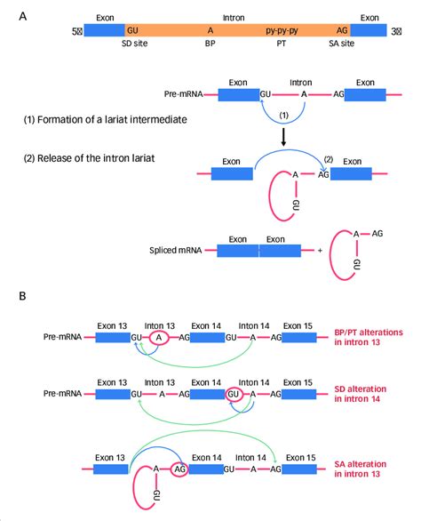 Molecular mechanism of MET splicing and exon 14 skipping | Download Scientific Diagram